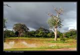 Yala National Park